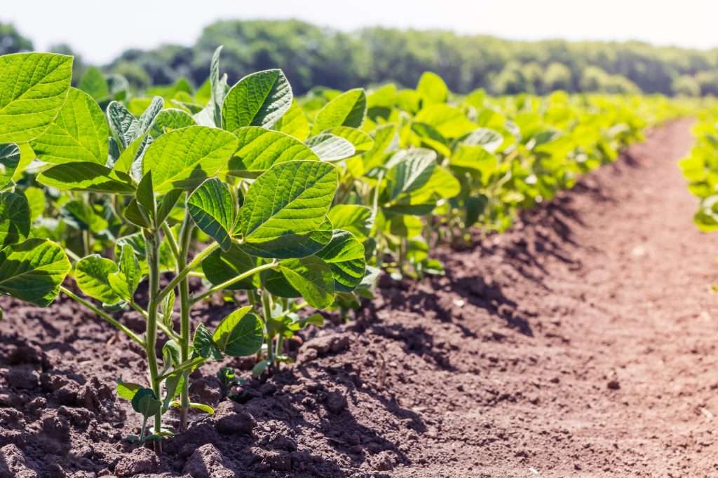 Norder Supply Inc. Optimum Soybean Planting Population